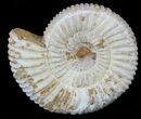 2 1/2" Perisphinctes Ammonites Fossils - Madagascar - Photo 5